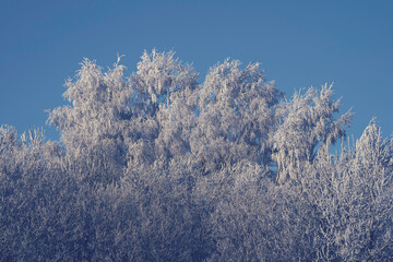 frost covered trees in winter