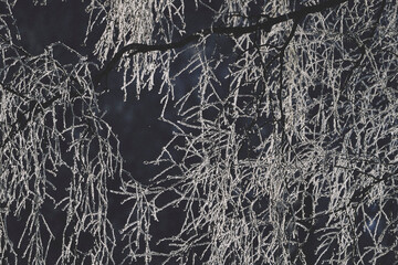 black and white background of frost covered branches of  birch