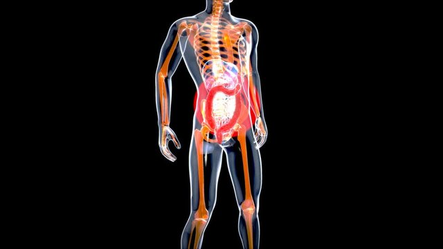 4K Anatomy concept of the Gut