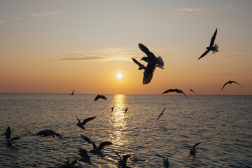Many seagulls flying over sea in the evening at amazing sunset. Large flock of birds on nature.