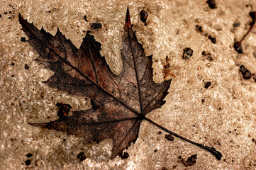 leaf on the stone