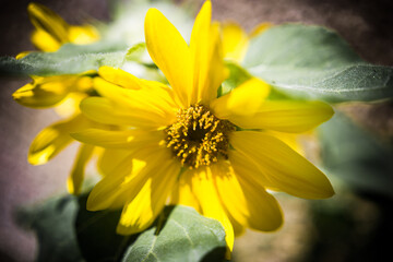 yellow flower in the garden