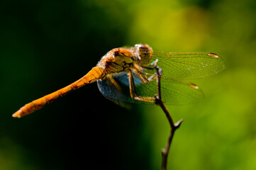 dragonfly on a branch
