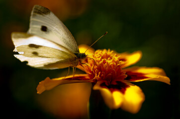 butterfly on flower