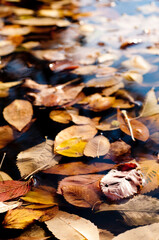 autumn leaves on the water