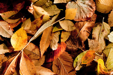 autumn leaves on the ground