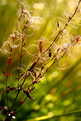 summer bush branch green