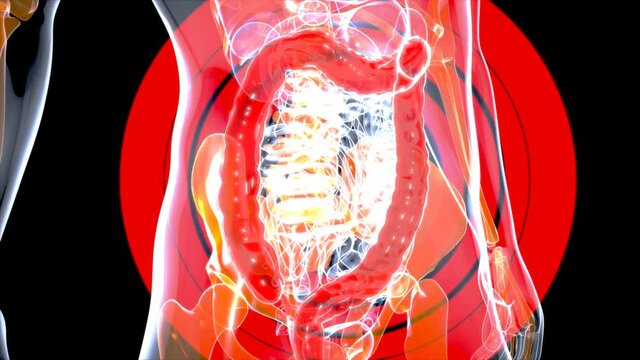 4K Anatomy concept of the Gut