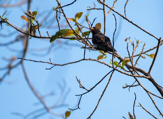 Male Violet cuckoo perching on the branch , Thailand
