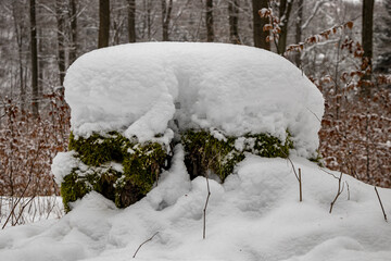 verschneite Baumstümpfe im Winterwald