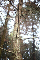 Dry Tree On The Jungle