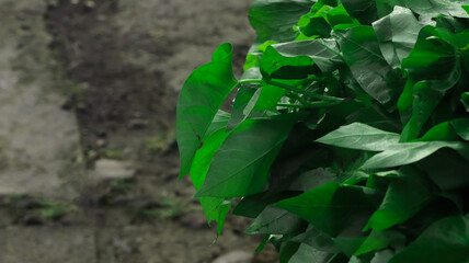 view of hollow green leaves on the morning