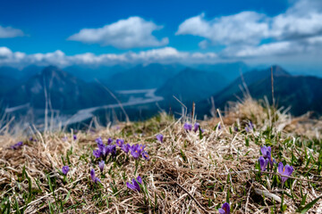 Obraz premium Snowdrops on the top of the mountain, Friuli-Venezia Giulia, Italy