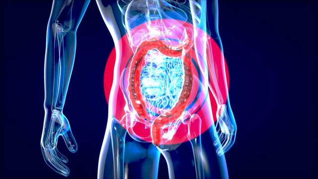 4K Anatomy concept of the Gut