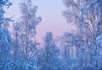 Snow-covered birch on a mountain in winter against the sky in the rays of the setting sun