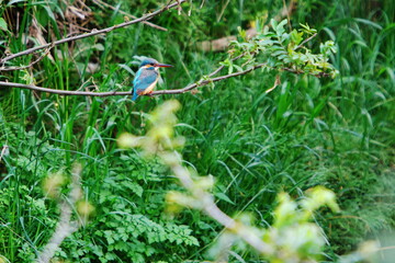翡翠がいる河川の光景