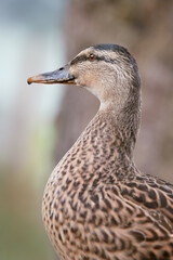 Close up of a female wild mallard duck