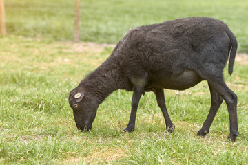 Fototapeta premium Ouessant sheep ewe grazing in the grass 