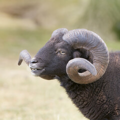 Close up of a male black ouessant sheep with big horns