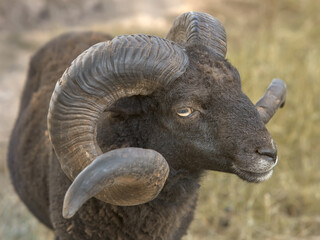 Close up of a male black ouessant sheep with big horns