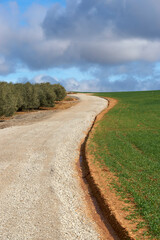 agricultural road in cereal field and green olive trees over blue sky and white clouds in Malaga. Spain