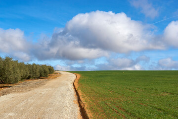 Fototapeta na wymiar agricultural road in cereal field and green olive trees over blue sky and white clouds in Malaga. Spain