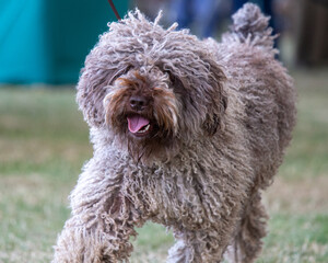 Spanish Water Dog