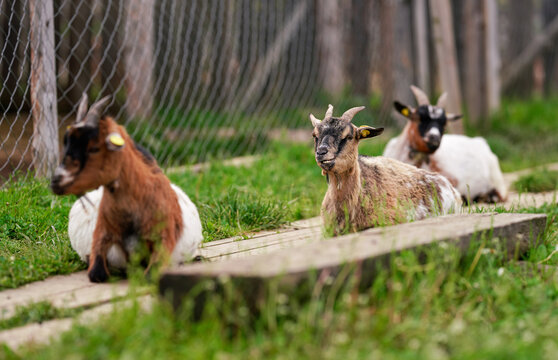 Brown white American pygmy goat resting on wooden footpath, looks like smiling, more blurred animals near