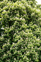 European horse-chestnut Aesculus hippocastanum