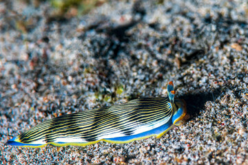 a nudibranch crawling on the substraight