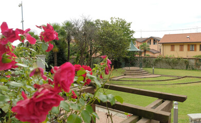 Fototapeta na wymiar Dettaglio di rose rosse fiorite in un parco pubblico.