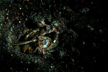 Close up of a tiger shrimp