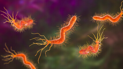 Helicobacter pylori bacterium