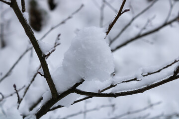 Tree branch in the snow