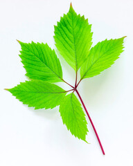 Leaves of vine on a white background. Green leaves of decorative grapes isolated on white.