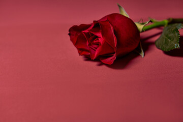 Single beautiful red rose. Love Concept, Shot From Above. Red background
