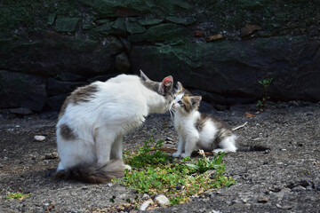 A cute baby cat and its mother, having contact with their noses. Madeira, Portugal.
