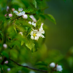 A beautiful apple tree flowers on the branches of an old tree. Spring sceney of abandoned orchards. Flowering fruit tree in the Northern Europe.