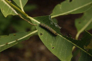 caterpillar on a leaf