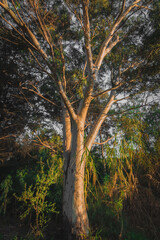 Obraz premium Eucalyptus tree in autumn 