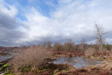 Coquibus pond in fontainebleau forest