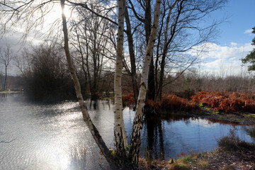 Naklejka premium Coquibus pond in fontainebleau forest