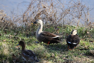 冬の河川敷で休憩するカルガモとヒドリガモ
