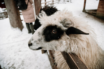 sheep in the snow