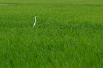 草原の白鷺