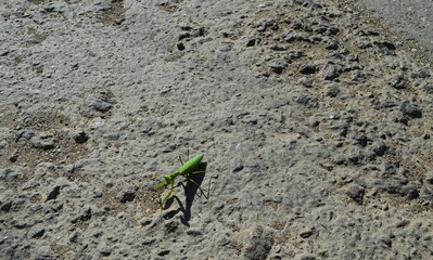 Mantis on the ground