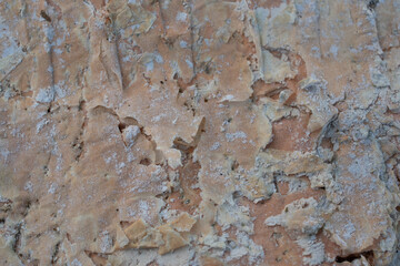 Paper bark tree texture