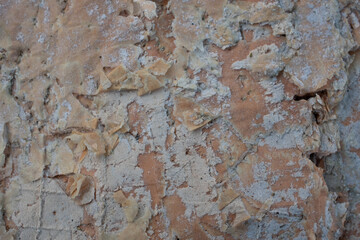 Paper bark tree texture