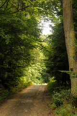 path in the forest
