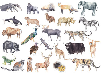 Set of watercolor hand drawn animals Plenty of animals. Safari, jungle animals. African animals, north American, south and north animals Jaguar, elephant, gorilla, peacock, rhino, zebra, yak, whale